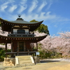 勧修寺観音堂の桜