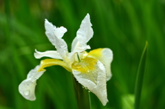 梅雨に映える白菖蒲