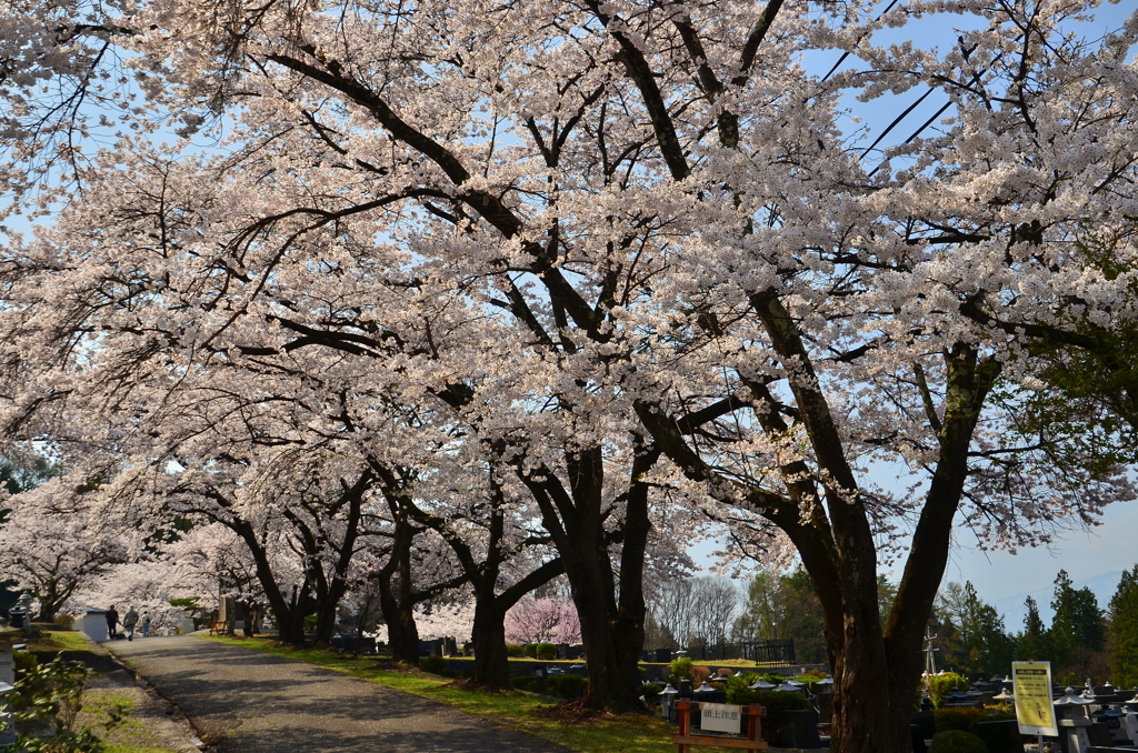 大町霊園の桜並木