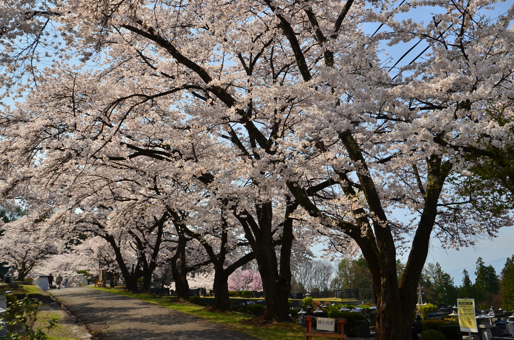 大町霊園の桜並木