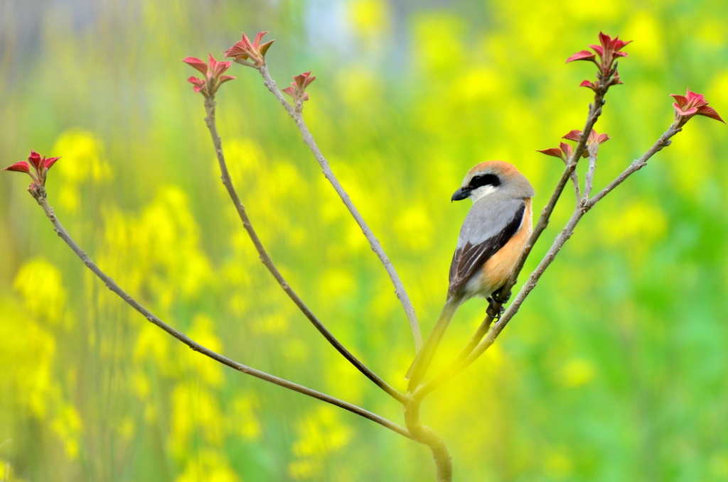 百舌鳥♂と菜の花