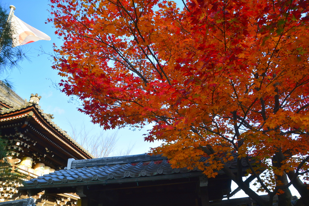 梅宮大社山門の紅葉