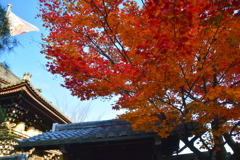 梅宮大社山門の紅葉