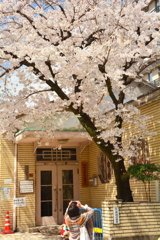 旧明倫幼稚園の桜