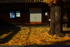 天道神社の銀杏