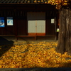 天道神社の銀杏