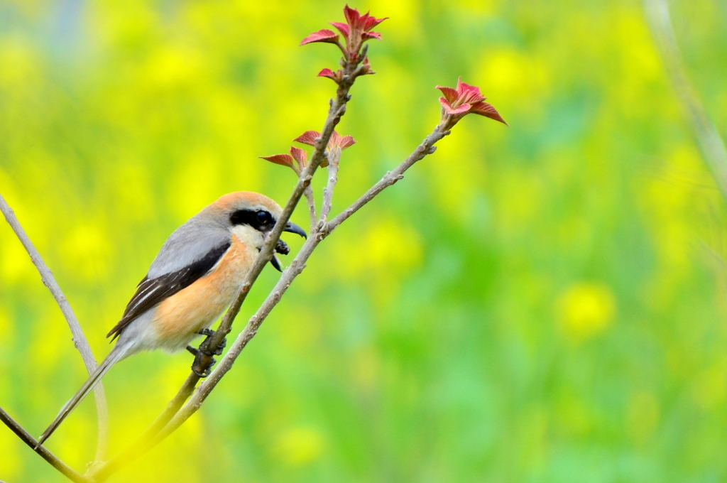 百舌鳥のペリット吐き