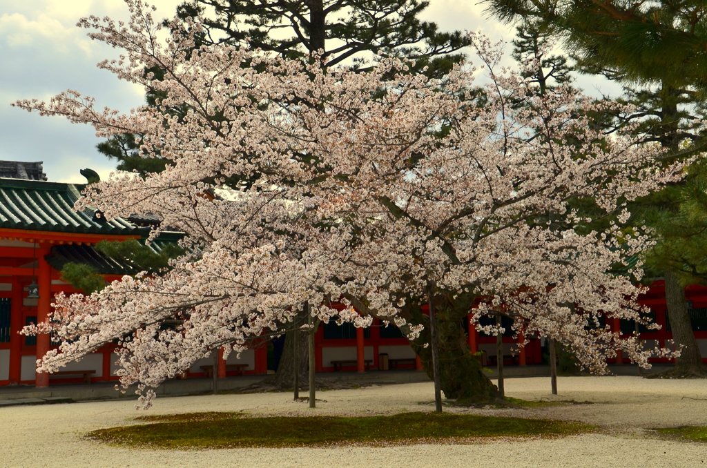平安神宮・斎館の桜