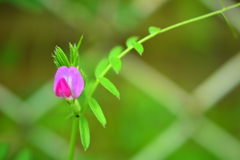 ピーピー豆の花