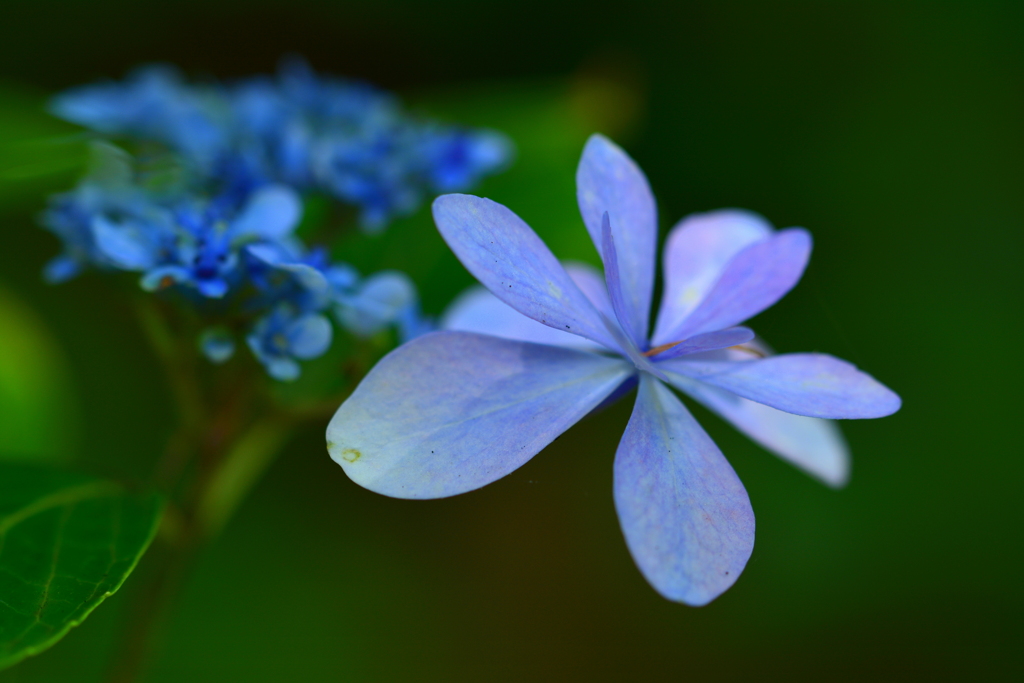 八月の紫陽花７