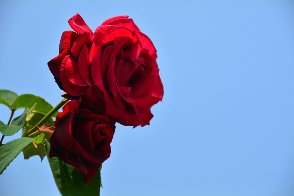 青空と真紅の薔薇
