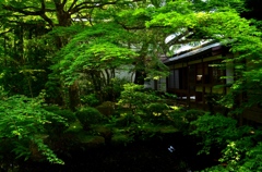 三千院・聚碧園 新緑