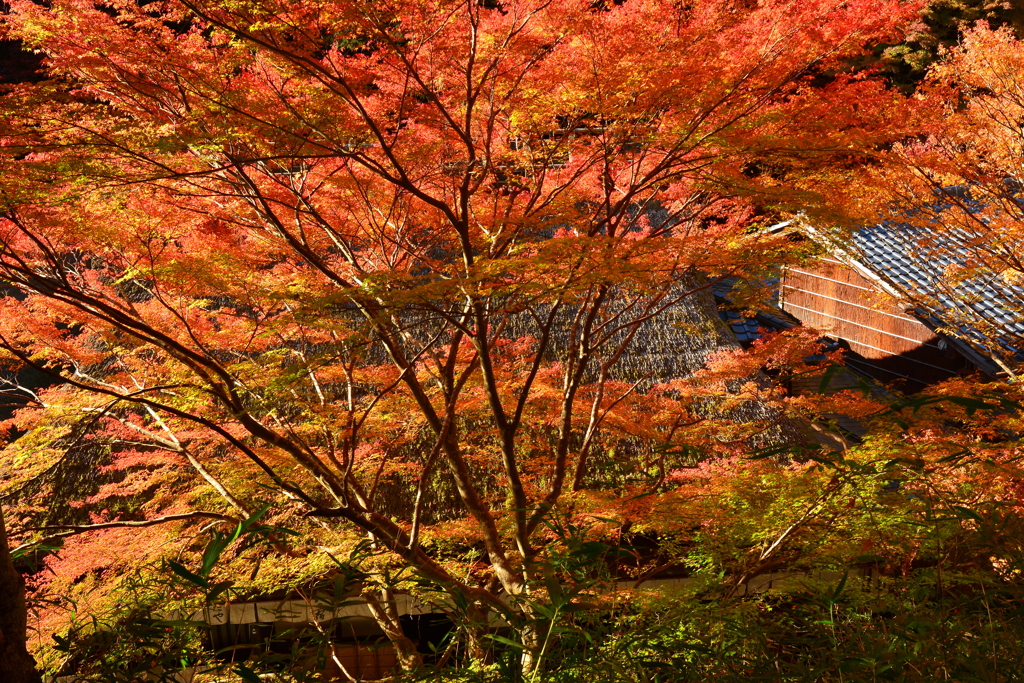 鮎の宿・つたやの紅葉２