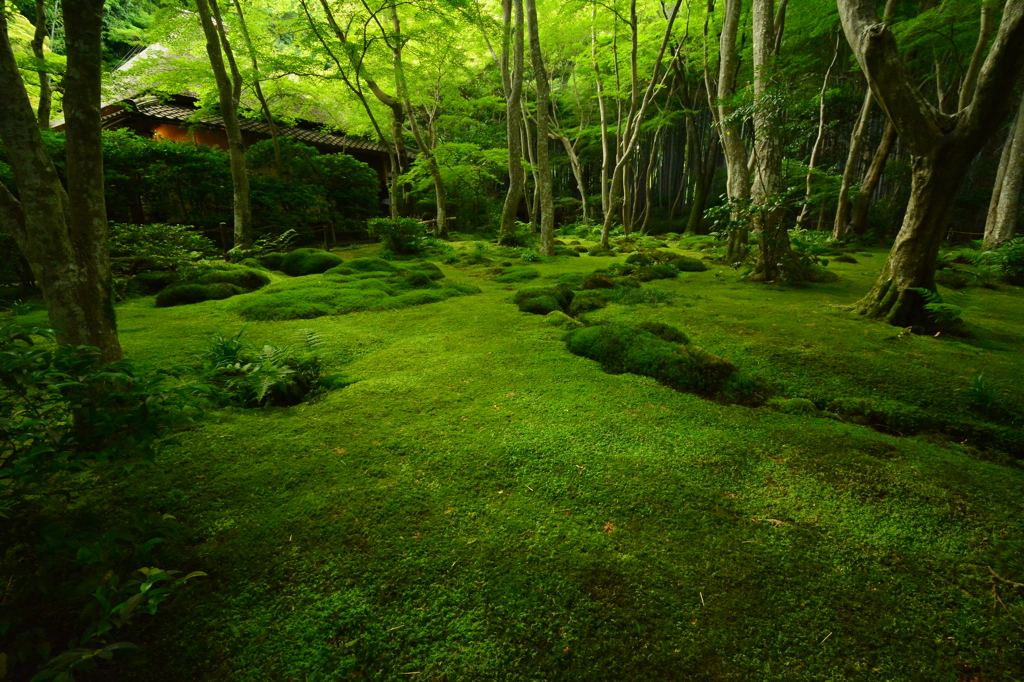 深緑の祇王寺４