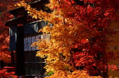 永観堂・茶店の紅葉