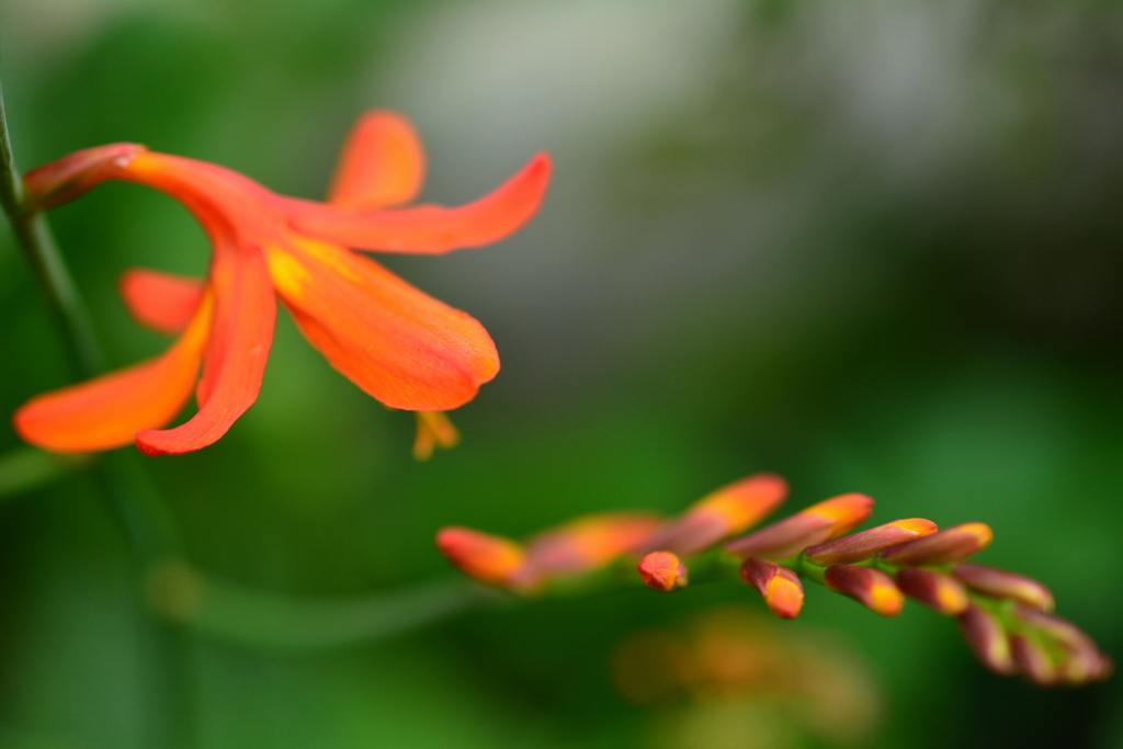 ヒメヒオウギズイセン３