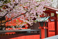 芸能神社の桜１