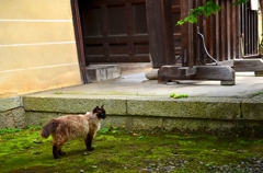 神苑の猫