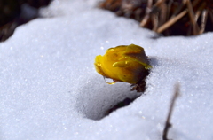 雪割り福寿草