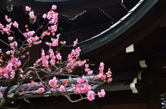 御香宮神社の梅