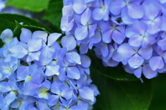 雨の日の紫陽花