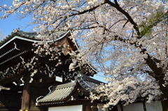 佛光寺山門の桜