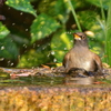 鳥マン推参！