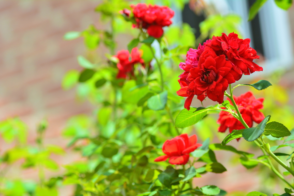 夏薔薇、花盛り