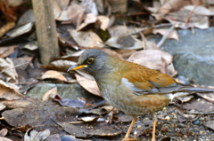 餌を探すシロハラ１