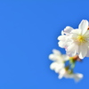 京都御苑の十月桜２