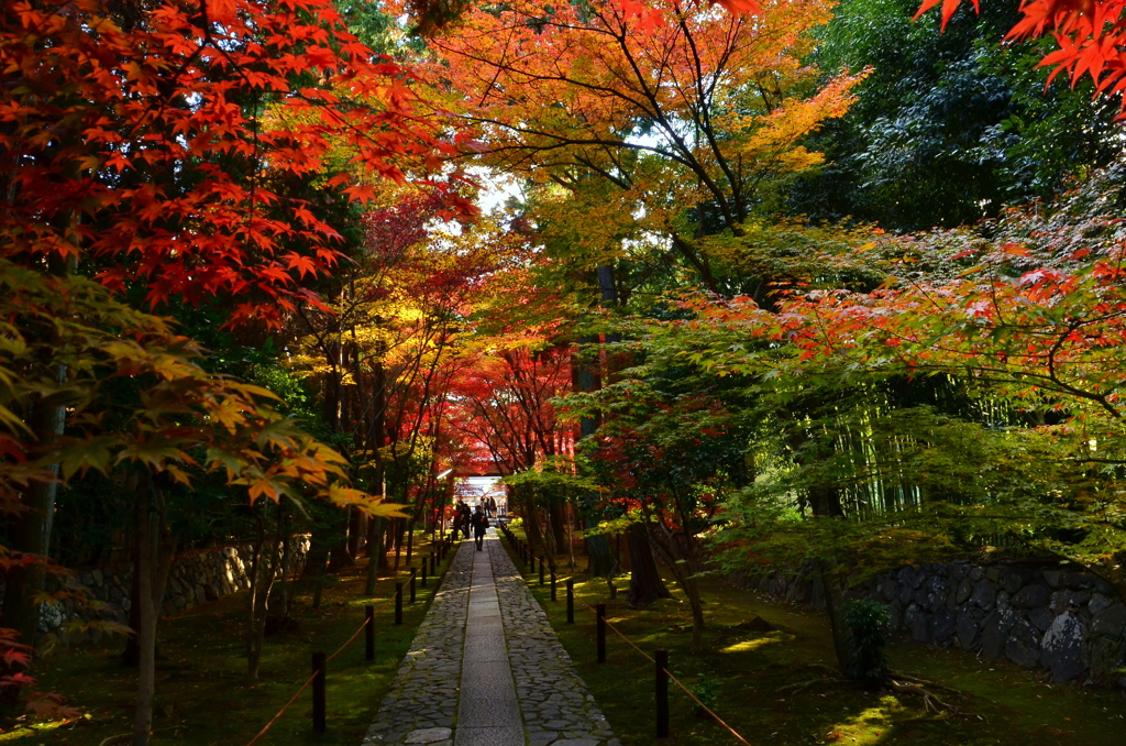 鹿王院・参道３