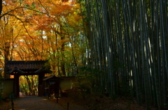 地蔵院・総門　晩秋２