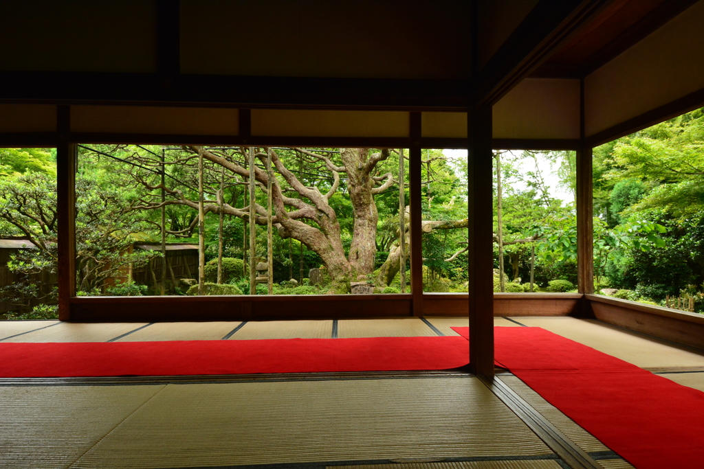 宝泉院・五葉の松４