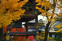 西本願寺鐘楼の紅葉１