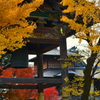 西本願寺鐘楼の紅葉１