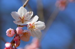 京都御苑の早咲き櫻