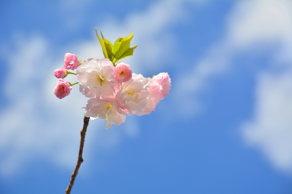 西院春日神社の八重桜４