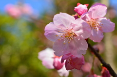 車折神社の桜