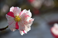 鴨川沿いの桜１