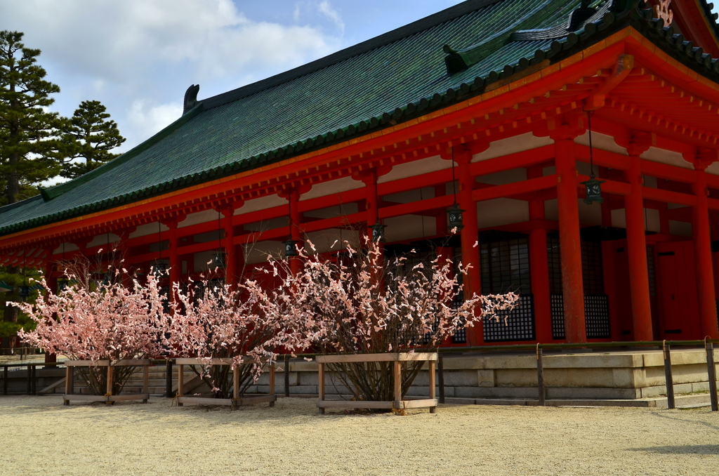 平安神宮・桜みくじの木