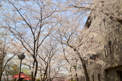 祇園白川の春３