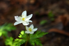 木陰の二輪草