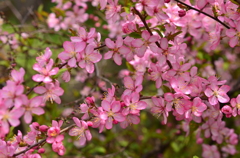 花梨満開