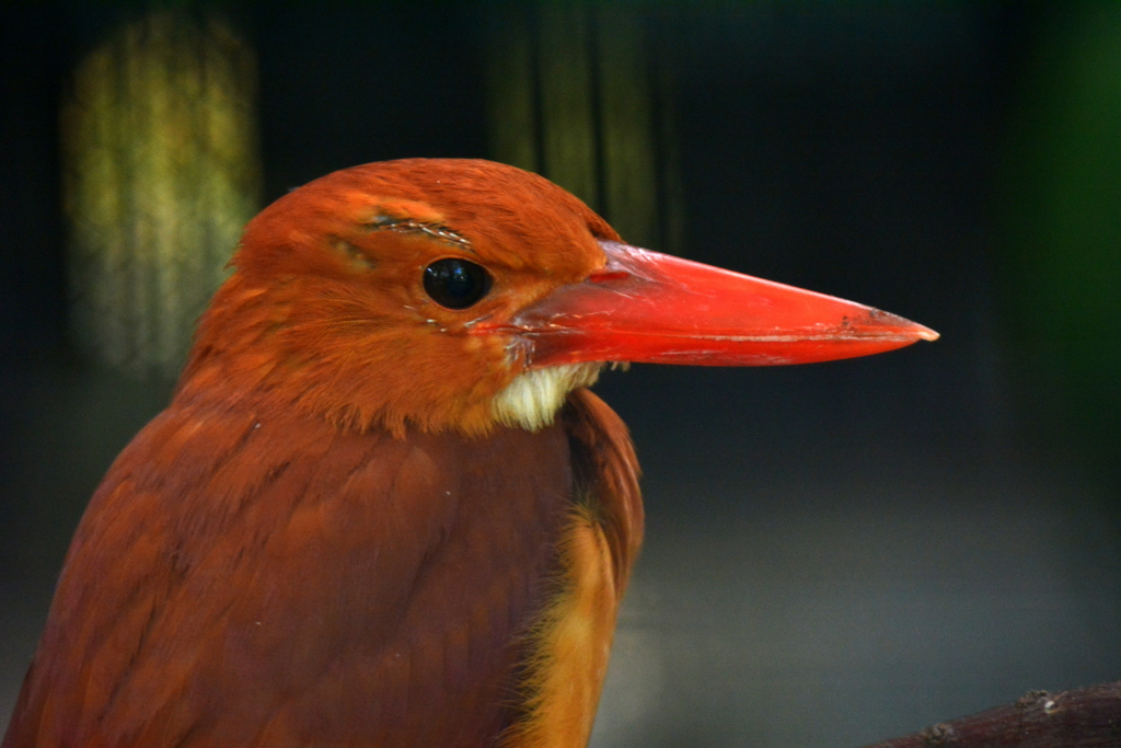 動物園のアカショウビン