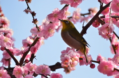 城南宮梅園のウメジロ