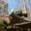 六角堂の春２