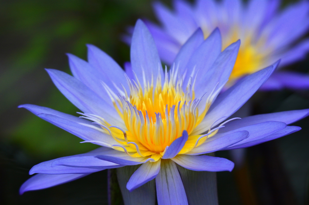 極楽浄土の花３