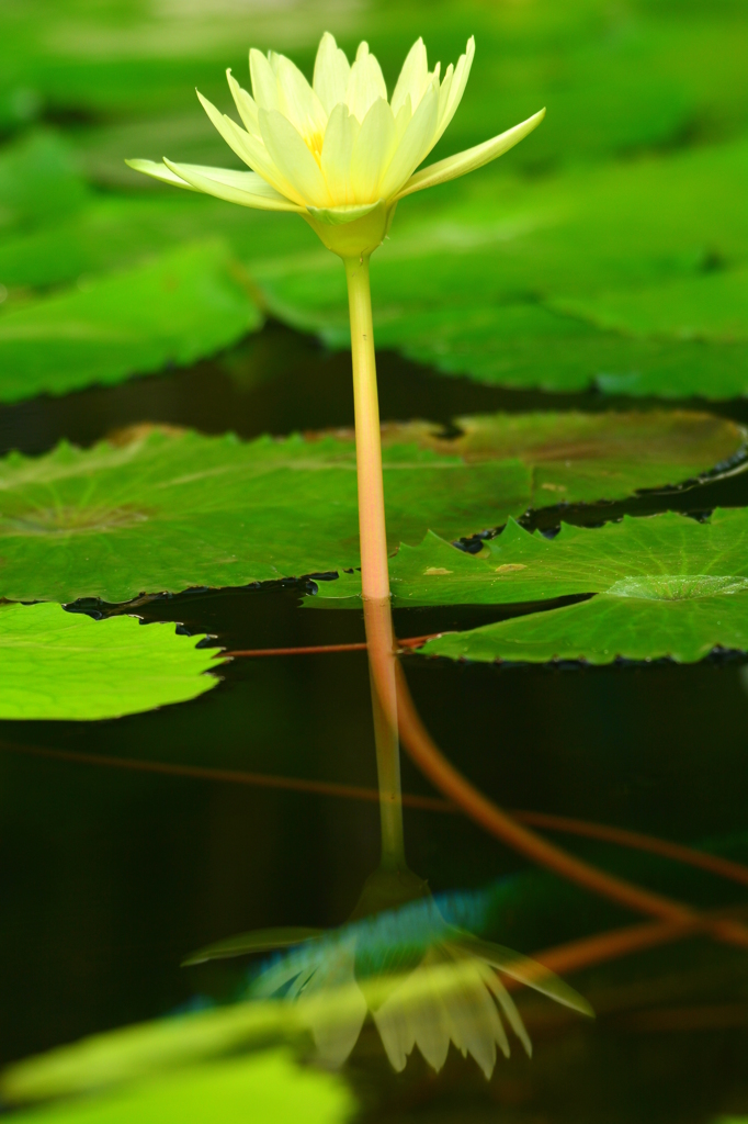 幻の花