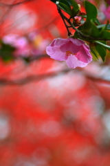 宗像神社の山茶花と紅葉