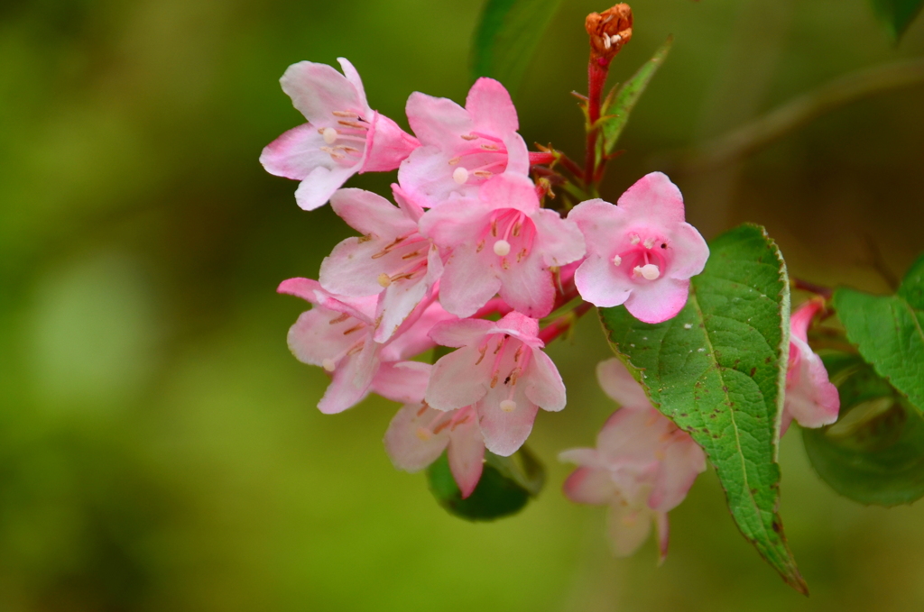 季節の花　タニウツギ